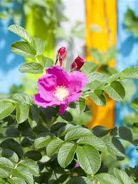 Image result for Rosengewächse