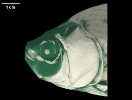 Image result for Ictiobus cyprinellus