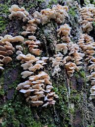 Attēlu rezultāti vaicājumam “Antrodiella semisupina”