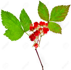 Attēlu rezultāti vaicājumam “Rubus saxatilis fruit”