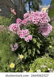 Image result for Phlox paniculata `Bright Eyes`