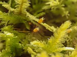 Attēlu rezultāti vaicājumam “Neckera”