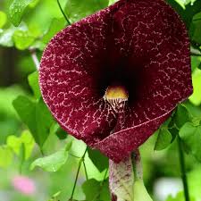 Attēlu rezultāti vaicājumam “Aristolochia durior flower”