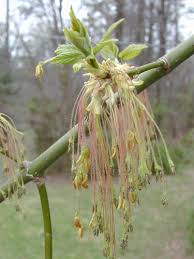 Attēlu rezultāti vaicājumam “Acer negundo male flower”