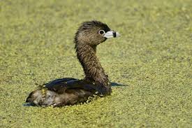Image result for Podilymbus podiceps