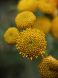 Attēlu rezultāti vaicājumam “Tanacetum vulgare flower”