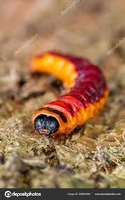 Attēlu rezultāti vaicājumam “Cossus cossus larva”