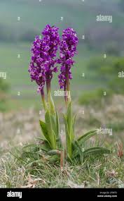Attēlu rezultāti vaicājumam “Liparis loeselii flower”