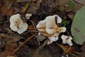 Attēlu rezultāti vaicājumam “Sistotrema confluens”