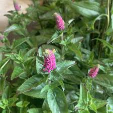 Attēlu rezultāti vaicājumam “Veronica spicata fruit”