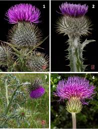 Attēlu rezultāti vaicājumam “Cirsium heterophyllum leaf”