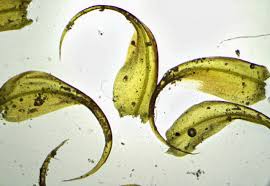 Attēlu rezultāti vaicājumam “Drepanocladus aduncus”