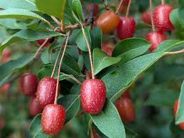 Attēlu rezultāti vaicājumam “Eriophorum gracile fruit”