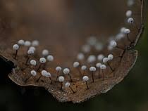 Attēlu rezultāti vaicājumam “Didymium sp.”