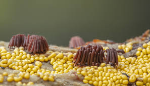 Attēlu rezultāti vaicājumam “Stemonitis fusca young”