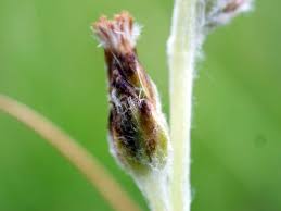 Attēlu rezultāti vaicājumam “Gnaphalium sylvaticum bud”