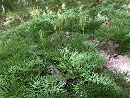 Attēlu rezultāti vaicājumam “Diphasium complanatum”