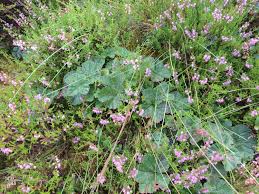 Attēlu rezultāti vaicājumam “Rubus chamaemorus leaf”