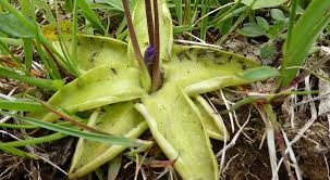 Attēlu rezultāti vaicājumam “Pinguicula vulgaris fruit”
