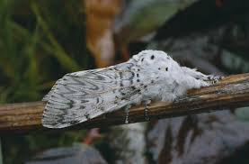 Attēlu rezultāti vaicājumam “Cerura vinula larva”