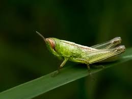 Attēlu rezultāti vaicājumam “Acrididae”