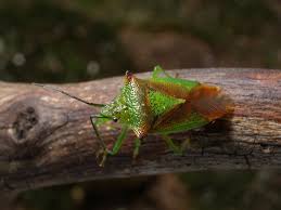 Attēlu rezultāti vaicājumam “Acanthosoma haemorrhoidale”