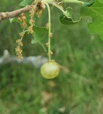 Attēlu rezultāti vaicājumam “Neuroterus quercusbaccarum”