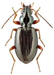 Attēlu rezultāti vaicājumam “Bembidion sp.”