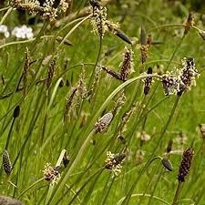 Attēlu rezultāti vaicājumam “Plantago lanceolata flower”