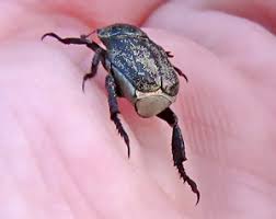 Attēlu rezultāti vaicājumam “Hoplia parvula imago”