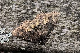 Attēlu rezultāti vaicājumam “Parascotia fuliginaria”