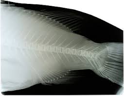 Image result for Polyprion americanus