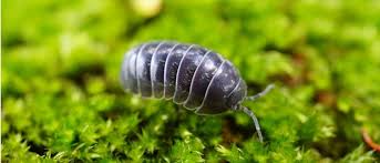 Attēlu rezultāti vaicājumam “Armadillidium pulchellum”