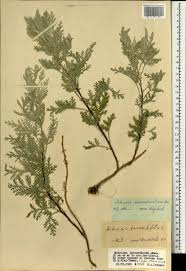Image result for Artemisia gmelinii