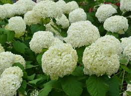 Attēlu rezultāti vaicājumam “Hydrangea arborescens subsp. discolor”