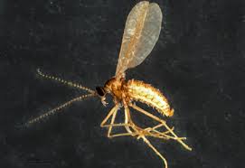 Attēlu rezultāti vaicājumam “Cecidomyiidae”