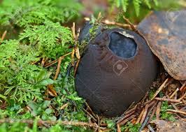 Attēlu rezultāti vaicājumam “Sarcosoma globosum”