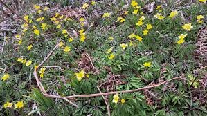 Attēlu rezultāti vaicājumam “Anemone ranunculoides leaf”