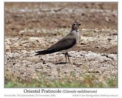 Image result for Glareola maldivarum