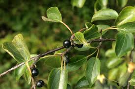 Attēlu rezultāti vaicājumam “Rhamnus cathartica fruit”