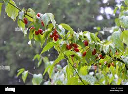 Attēlu rezultāti vaicājumam “Cornus mas fruit”