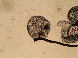 Attēlu rezultāti vaicājumam “Cribraria sp.”