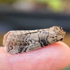 Attēlu rezultāti vaicājumam “Tethea or”