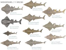 Image result for Rhynchobatus australiae