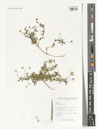 Attēlu rezultāti vaicājumam “Viola tricolor subsp. curtisii bud”