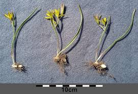 Attēlu rezultāti vaicājumam “Gagea pratensis flower”