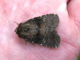 Attēlu rezultāti vaicājumam “Rusina ferruginea”