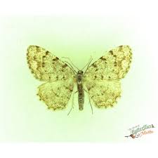 Attēlu rezultāti vaicājumam “Aethalura punctulata”