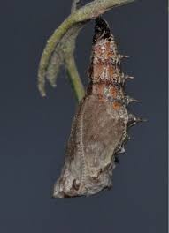 Attēlu rezultāti vaicājumam “Nymphalis xanthomelas pupa”