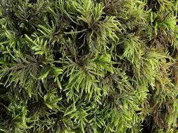 Attēlu rezultāti vaicājumam “Eurhynchium striatum”